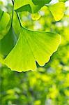 Green ginkgo leaf