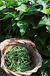 A basket of freshly harvested green beans