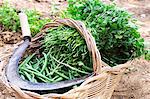 Freshly harvested green beans and parsley in a basket in the field