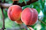 Peaches on the tree