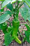 Green pointed peppers growing in a field