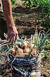 Freshly harvested onions in a bucket in a garden