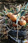 Freshly harvested onions in a bucket