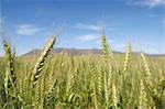 A wheat field against a blue sky