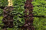 Fresh Lettuces at a Market