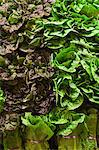 Assorted Lettuce at a Market