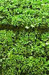 Green Leaf Lettuce in a Market