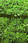 Green Leaf Lettuce in a Market