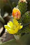 Cactus flowers on the plant