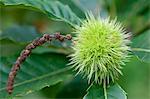 A chestnut on a tree