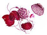 Red cabbage (still life)