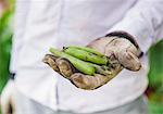 Hand clad in gardening gloves holding fava bean pods (Vicia faba)