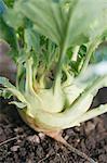 Kohlrabi plant (Brassica oleracea Gongylodes) in the vegetable bed