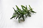 A sprig of rosemary