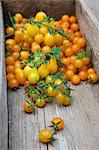 Fresh picked, yellow tomatoes