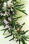 Sprig of rosemary with flowers