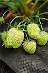 close up of unripe green strawberries in a container with black garden fabric protection to keep fruit clean.
