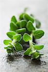 Sprigs of marjoram