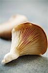 Oyster mushroom