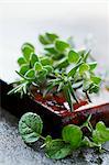 Rosemary and marjoram on a wooden board