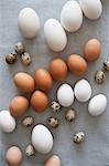 Various kinds of eggs