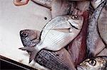 Fresh Caught Butter Fish at Ortigia Market in Siracusa, Sicily