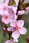 Japanese cherry flowers on the tree in the garden