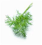 A sprig of dill