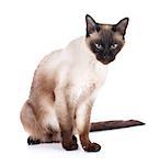 Siamese cat. Isolated on white background