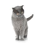 Beautiful gray cat. Isolated on white background