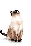 Siamese cat with blue eyes looks upwards and licks isolated on white background