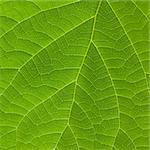 Texture of green leaf. Macro hires
