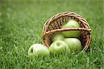 wicker basket full of green apples, on fresh grass