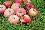 red ripe apples on fresh green grass, summertime