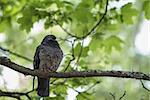 funny pigeon sitting on tree branch, portrait