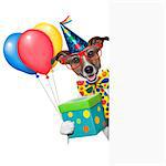 birthday dog with balloons behind a white placard