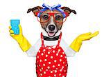 housewife dog with rubber gloves and a blue sponge