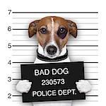 mugshot of  wanted dog holding a banner