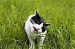 black and white cat sitting in the meadow, and eating grass