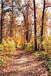 Beautiful landscape. Road in autumn forest