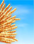 Ears of wheat in front of blue sky. Vector illustration.