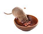 Fancy rat (Rattus norvegicus) eating peanuts from plate. Isolated on white background.