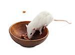 White rat eating peanuts from wooden plate. Isolated on white background.
