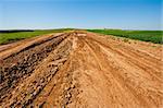 Dirt Road between Green Fields in Israel, Spring