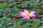 Lotus flower blossoming and lotus leaves plants in a pond
