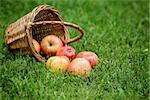 wicker basket full of gala apples, on fresh grass