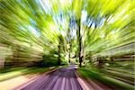 motion blur on a forest road