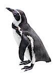 African penguin isolated on a white background