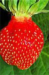 Strawberries berry isolated on green background