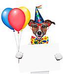 birthday dog with balloons and a white placard